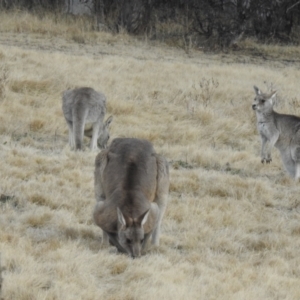 Macropus giganteus at Greenway, ACT - 1 Aug 2022 04:13 PM