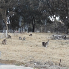 Macropus giganteus at Greenway, ACT - 1 Aug 2022 04:13 PM