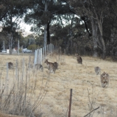 Macropus giganteus at Greenway, ACT - 1 Aug 2022 04:13 PM