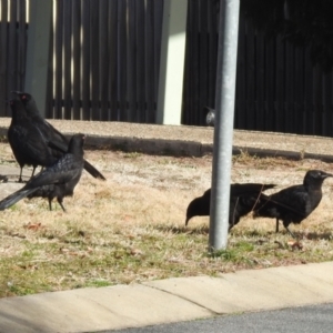 Corcorax melanorhamphos at Greenway, ACT - 22 Jul 2022