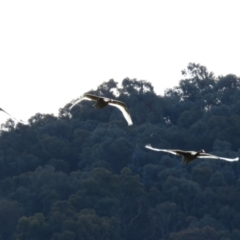 Cygnus atratus (Black Swan) at Jerrabomberra Wetlands - 26 Aug 2022 by RodDeb