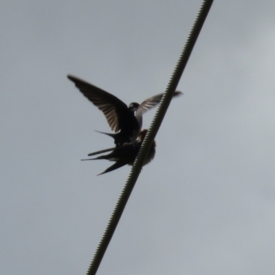 Hirundo neoxena (Welcome Swallow) at Jerrabomberra Wetlands - 26 Aug 2022 by RodDeb