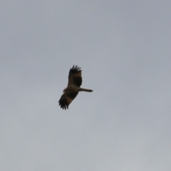 Haliastur sphenurus (Whistling Kite) at Fyshwick, ACT - 26 Aug 2022 by RodDeb