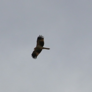 Haliastur sphenurus at Fyshwick, ACT - 26 Aug 2022