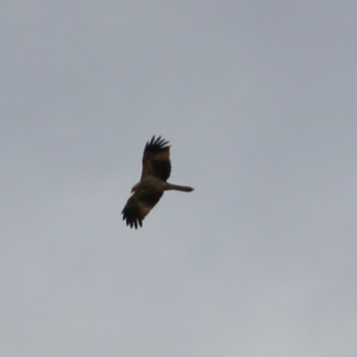 Haliastur sphenurus (Whistling Kite) at Jerrabomberra Wetlands - 26 Aug 2022 by RodDeb