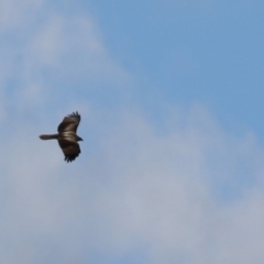 Haliastur sphenurus at Fyshwick, ACT - 26 Aug 2022