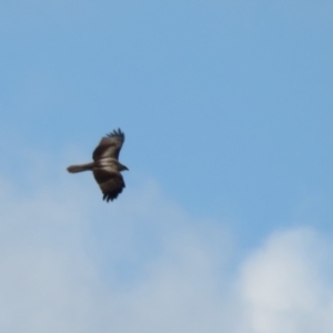 Haliastur sphenurus at Fyshwick, ACT - 26 Aug 2022