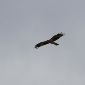 Haliastur sphenurus at Fyshwick, ACT - 26 Aug 2022