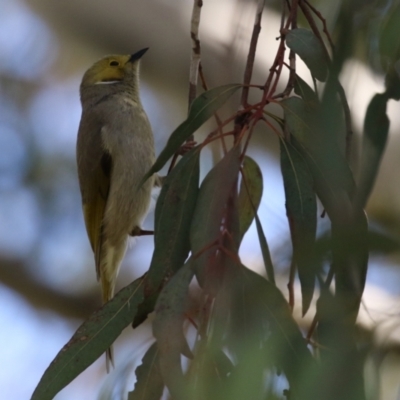 Ptilotula penicillata (White-plumed Honeyeater) at Fyshwick, ACT - 26 Aug 2022 by RodDeb