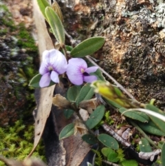 Hovea heterophylla (Common Hovea) at Molonglo Valley, ACT - 31 Aug 2022 by sangio7