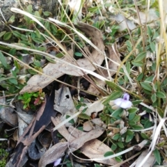 Hovea heterophylla at Molonglo Valley, ACT - 31 Aug 2022 10:06 AM