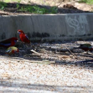 Platycercus elegans at Greenway, ACT - 30 Aug 2022 12:02 PM