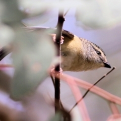 Pardalotus punctatus (Spotted Pardalote) at West Wodonga, VIC - 31 Aug 2022 by KylieWaldon