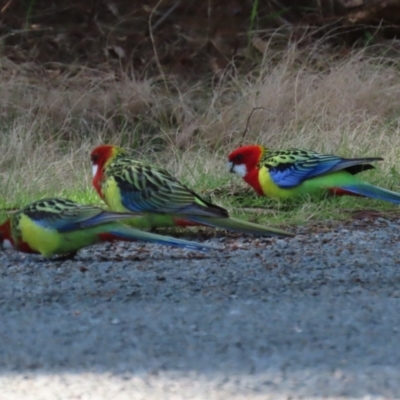 Platycercus eximius (Eastern Rosella) at Pine Island to Point Hut - 30 Aug 2022 by RodDeb