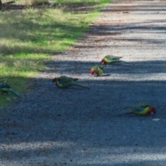 Platycercus eximius at Greenway, ACT - 30 Aug 2022