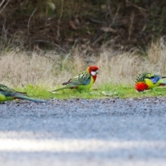 Platycercus eximius at Greenway, ACT - 30 Aug 2022