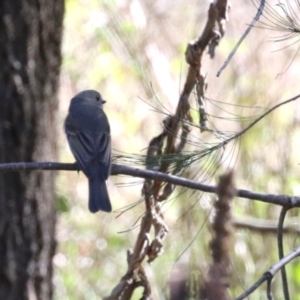 Pachycephala pectoralis at Greenway, ACT - 30 Aug 2022