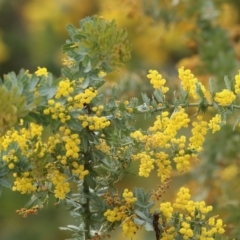 Acacia baileyana (Cootamundra Wattle, Golden Mimosa) at West Wodonga, VIC - 31 Aug 2022 by KylieWaldon