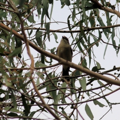 Pachycephala pectoralis (Golden Whistler) at West Wodonga, VIC - 31 Aug 2022 by KylieWaldon