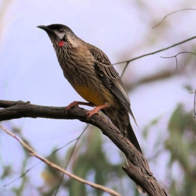 Anthochaera carunculata (Red Wattlebird) at West Wodonga, VIC - 31 Aug 2022 by KylieWaldon