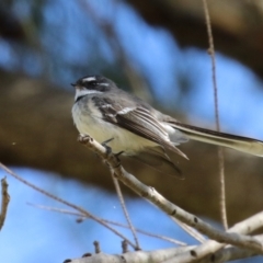 Rhipidura albiscapa (Grey Fantail) at Pine Island to Point Hut - 30 Aug 2022 by RodDeb