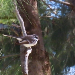 Rhipidura albiscapa at Greenway, ACT - 30 Aug 2022 12:28 PM