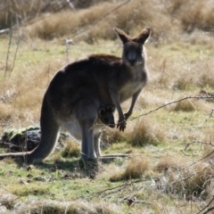 Macropus giganteus (Eastern Grey Kangaroo) at Pine Island to Point Hut - 30 Aug 2022 by RodDeb