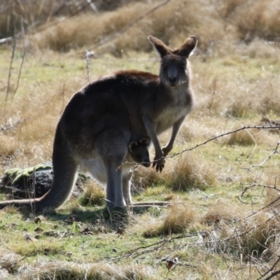 Macropus giganteus (Eastern Grey Kangaroo) at Pine Island to Point Hut - 30 Aug 2022 by RodDeb