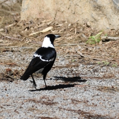 Gymnorhina tibicen (Australian Magpie) at Pine Island to Point Hut - 30 Aug 2022 by RodDeb
