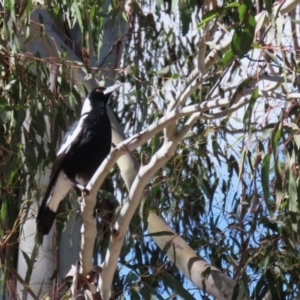 Gymnorhina tibicen at Greenway, ACT - 30 Aug 2022