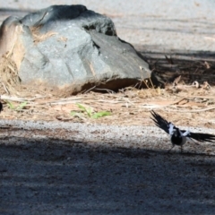 Grallina cyanoleuca (Magpie-lark) at Greenway, ACT - 30 Aug 2022 by RodDeb