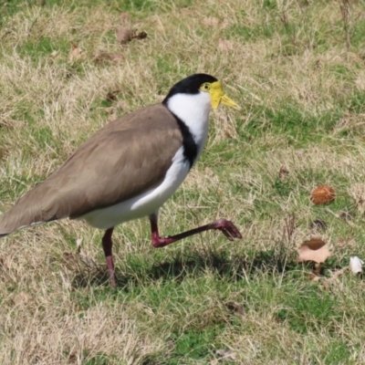 Vanellus miles (Masked Lapwing) at Greenway, ACT - 30 Aug 2022 by RodDeb