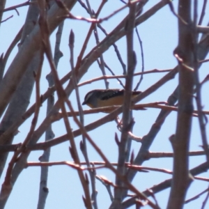 Pardalotus punctatus at Greenway, ACT - 30 Aug 2022 11:24 AM