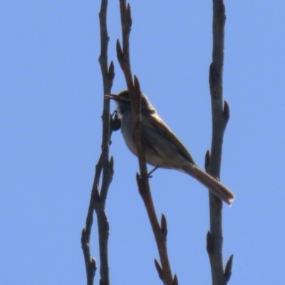 Caligavis chrysops (Yellow-faced Honeyeater) at Pine Island to Point Hut - 30 Aug 2022 by RodDeb