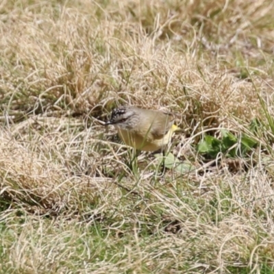 Acanthiza chrysorrhoa (Yellow-rumped Thornbill) at Greenway, ACT - 30 Aug 2022 by RodDeb