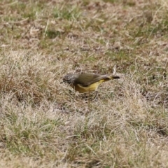 Acanthiza chrysorrhoa at Greenway, ACT - 30 Aug 2022