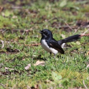 Rhipidura leucophrys at Greenway, ACT - 30 Aug 2022