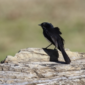 Rhipidura leucophrys at Greenway, ACT - 30 Aug 2022