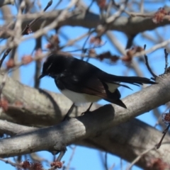 Rhipidura leucophrys at Greenway, ACT - 30 Aug 2022