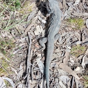 Pogona barbata at Molonglo Valley, ACT - 1 Sep 2022