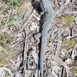 Pogona barbata at Molonglo Valley, ACT - suppressed