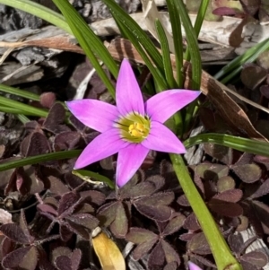 Romulea rosea var. australis at Jerrabomberra, NSW - 1 Sep 2022