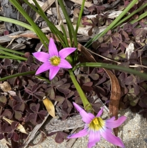 Romulea rosea var. australis at Jerrabomberra, NSW - 1 Sep 2022