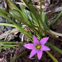 Romulea rosea var. australis at suppressed - 1 Sep 2022