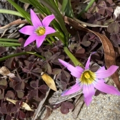 Romulea rosea var. australis at Jerrabomberra, NSW - 1 Sep 2022