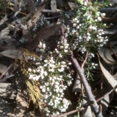 Cryptandra amara (Bitter Cryptandra) at Cooma, NSW - 31 Aug 2022 by mahargiani