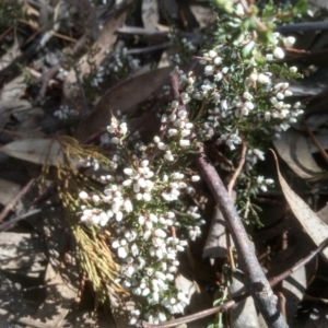 Cryptandra amara at Cooma, NSW - 31 Aug 2022 01:29 PM