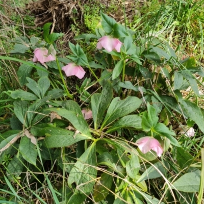 Helleborus orientalis (Lenten Rose) at Jerrabomberra, ACT - 1 Sep 2022 by Mike