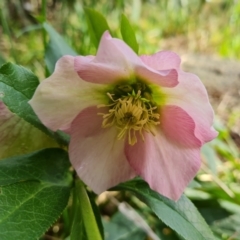 Helleborus orientalis at Jerrabomberra, ACT - 1 Sep 2022 03:18 PM