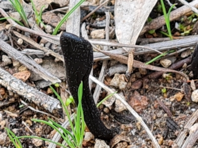 Geoglossum (Earth tongue) at Jerrabomberra, ACT - 1 Sep 2022 by Mike